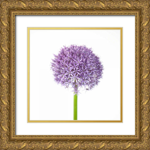 Allium flower close-up Gold Ornate Wood Framed Art Print with Double Matting by Frank, Assaf