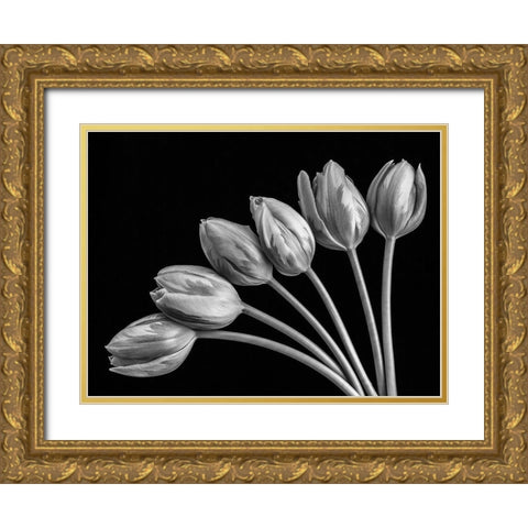 Tulip flowers in fan shape arrangment, FTBR-1816 Gold Ornate Wood Framed Art Print with Double Matting by Frank, Assaf