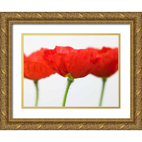 Three red poppies, close-up Gold Ornate Wood Framed Art Print with Double Matting by Frank, Assaf