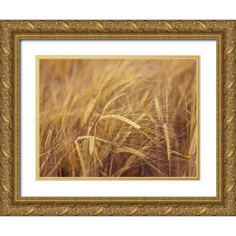 Wheat Field Gold Ornate Wood Framed Art Print with Double Matting by Frank, Assaf