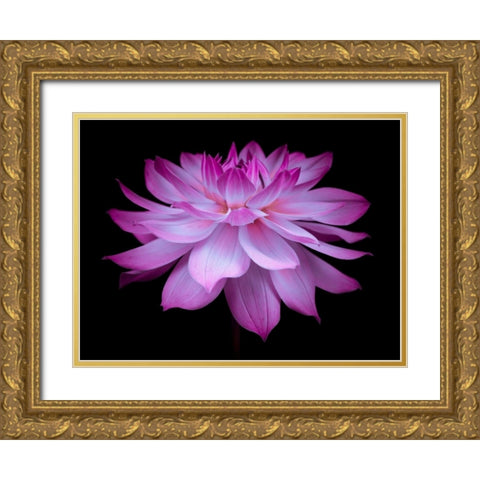 Dahlia Flower Gold Ornate Wood Framed Art Print with Double Matting by Frank, Assaf