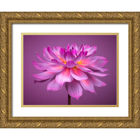 Dahlia Flower Gold Ornate Wood Framed Art Print with Double Matting by Frank, Assaf