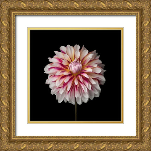 Dahlia Flower Gold Ornate Wood Framed Art Print with Double Matting by Frank, Assaf
