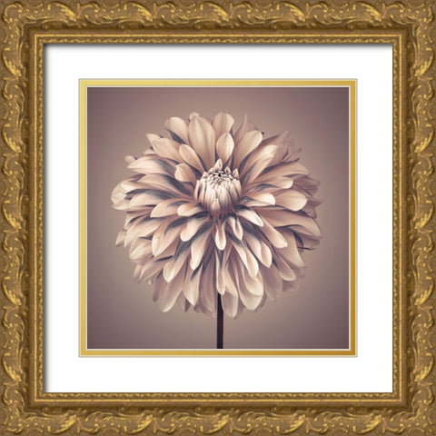 Dahlia Flower Gold Ornate Wood Framed Art Print with Double Matting by Frank, Assaf