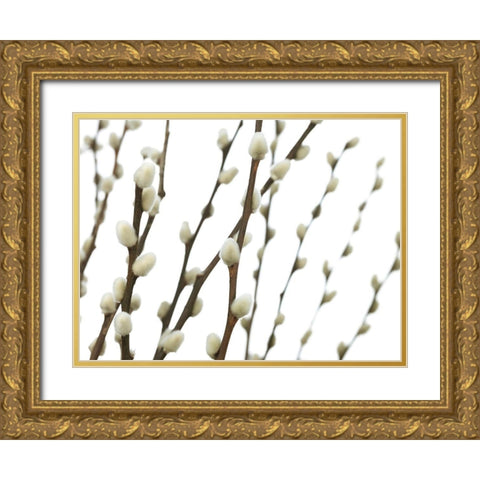 Pussy willow Gold Ornate Wood Framed Art Print with Double Matting by Frank, Assaf
