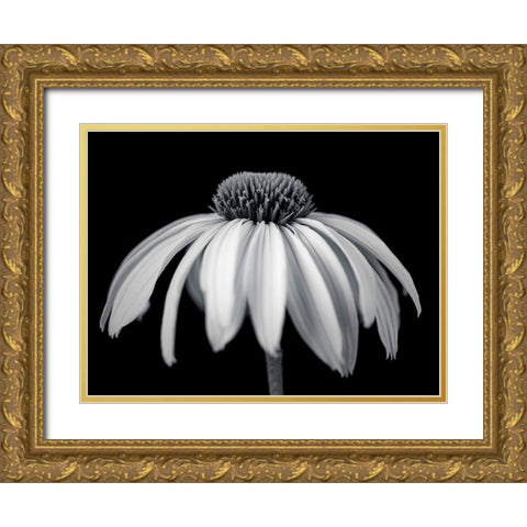Coneflower Gold Ornate Wood Framed Art Print with Double Matting by Frank, Assaf