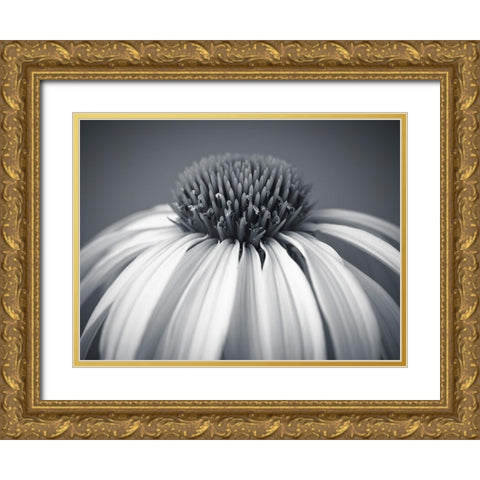 Coneflower Gold Ornate Wood Framed Art Print with Double Matting by Frank, Assaf