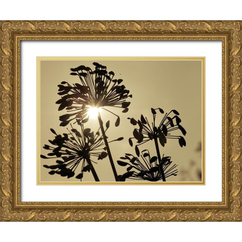 African Lily (Agapanthus) seed pods, silhouette at dusk Gold Ornate Wood Framed Art Print with Double Matting by Frank, Assaf
