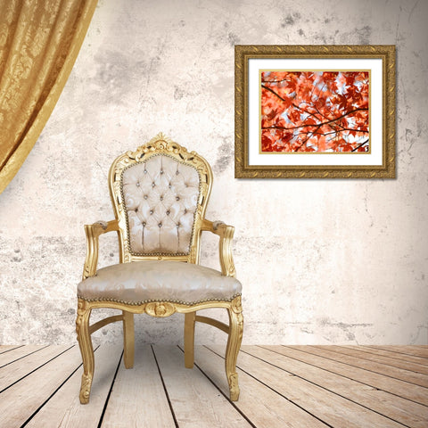 Autumn coloured leaves, backlit Gold Ornate Wood Framed Art Print with Double Matting by Frank, Assaf