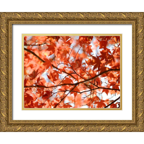 Autumn coloured leaves, backlit Gold Ornate Wood Framed Art Print with Double Matting by Frank, Assaf