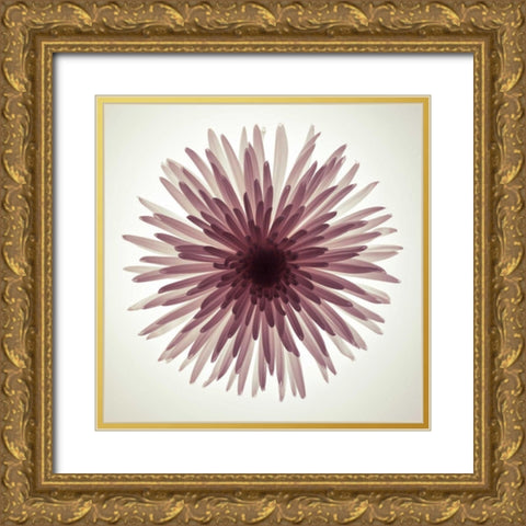 Chrysanthemums flower backlit Gold Ornate Wood Framed Art Print with Double Matting by Frank, Assaf