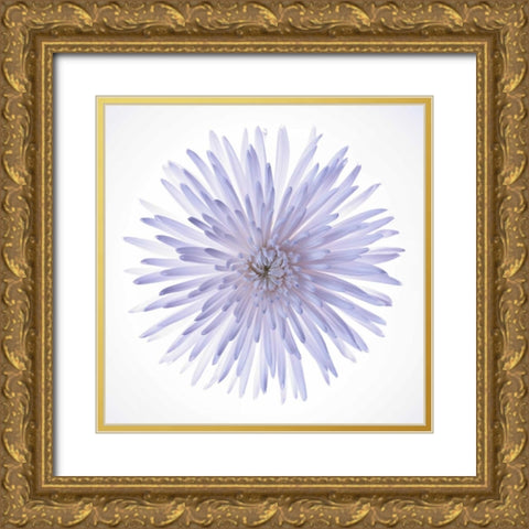 Chrysanthemums flower backlit Gold Ornate Wood Framed Art Print with Double Matting by Frank, Assaf
