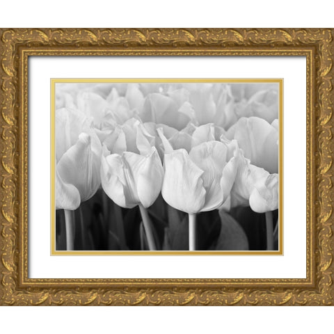 Bunch of Tulips Gold Ornate Wood Framed Art Print with Double Matting by Frank, Assaf