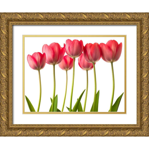 Growing Tulips Gold Ornate Wood Framed Art Print with Double Matting by Frank, Assaf