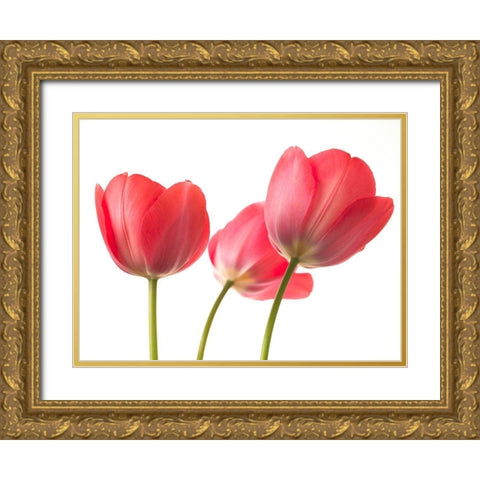 Red Tulips Gold Ornate Wood Framed Art Print with Double Matting by Frank, Assaf