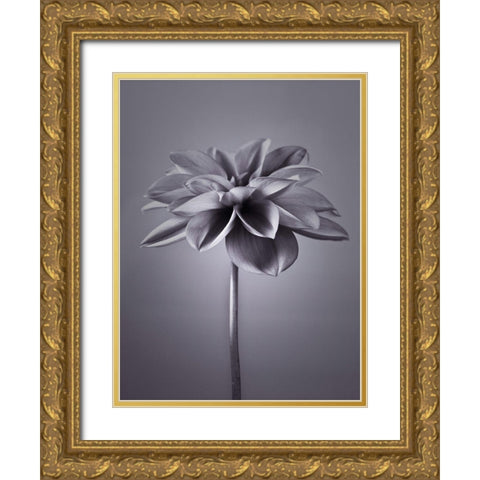 Dahlia Flower Gold Ornate Wood Framed Art Print with Double Matting by Frank, Assaf