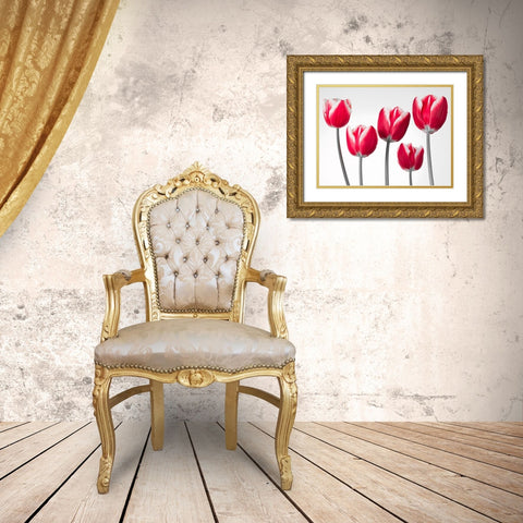 Fresh and beautiful Tulips on white background, FTBR-1818 Gold Ornate Wood Framed Art Print with Double Matting by Frank, Assaf