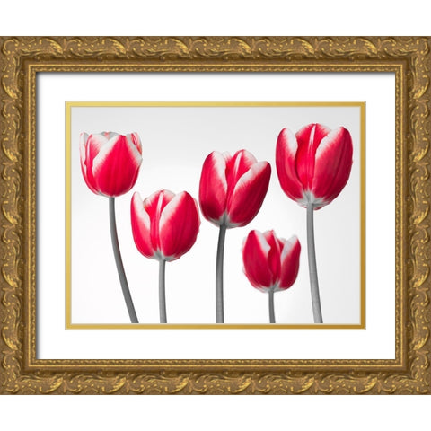 Fresh and beautiful Tulips on white background, FTBR-1818 Gold Ornate Wood Framed Art Print with Double Matting by Frank, Assaf