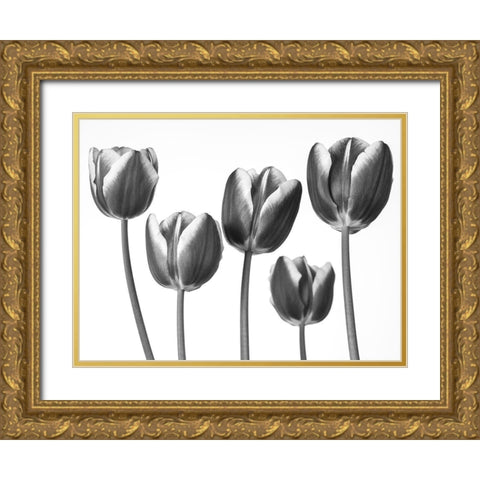 Tulips on white background Gold Ornate Wood Framed Art Print with Double Matting by Frank, Assaf