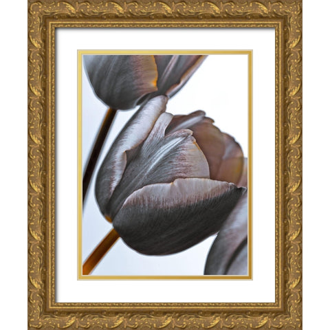 Tulip flowers on white background Gold Ornate Wood Framed Art Print with Double Matting by Frank, Assaf