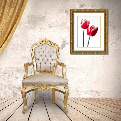 Fresh and beautiful Tulips on white background, FTBR-1819 Gold Ornate Wood Framed Art Print with Double Matting by Frank, Assaf