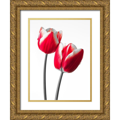 Fresh and beautiful Tulips on white background, FTBR-1819 Gold Ornate Wood Framed Art Print with Double Matting by Frank, Assaf