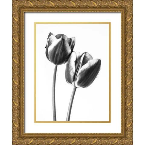 Tulips on white background, FTBR-1791 Gold Ornate Wood Framed Art Print with Double Matting by Frank, Assaf