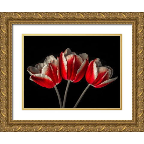 Tulip flowers on black background Gold Ornate Wood Framed Art Print with Double Matting by Frank, Assaf