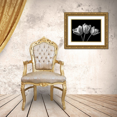 Tulip flowers on black background, FTBR-1793 Gold Ornate Wood Framed Art Print with Double Matting by Frank, Assaf