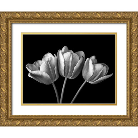 Tulip flowers on black background, FTBR-1793 Gold Ornate Wood Framed Art Print with Double Matting by Frank, Assaf