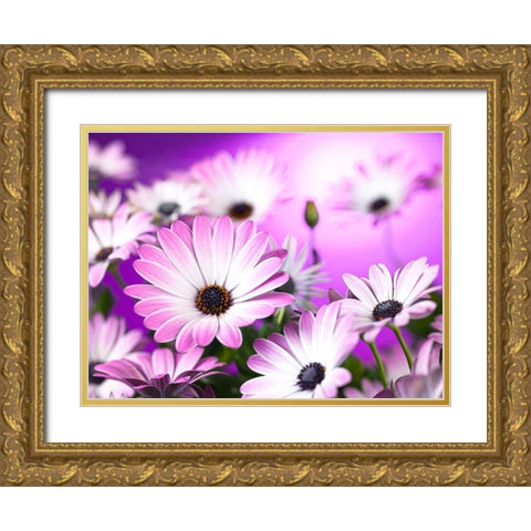 Osteospermum flowers Gold Ornate Wood Framed Art Print with Double Matting by Frank, Assaf