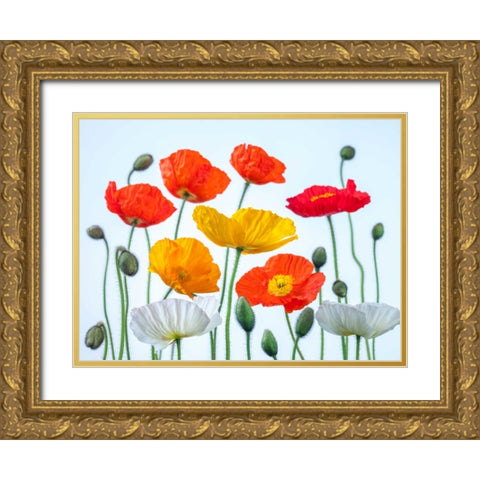 Multi coloured Poppies and buds Gold Ornate Wood Framed Art Print with Double Matting by Frank, Assaf