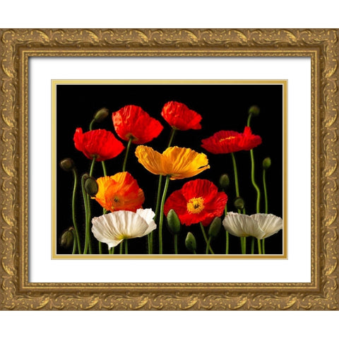 Multicoloured Poppies and buds Gold Ornate Wood Framed Art Print with Double Matting by Frank, Assaf