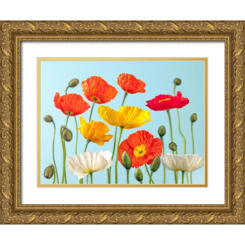 Multicoloured Poppies and buds Gold Ornate Wood Framed Art Print with Double Matting by Frank, Assaf