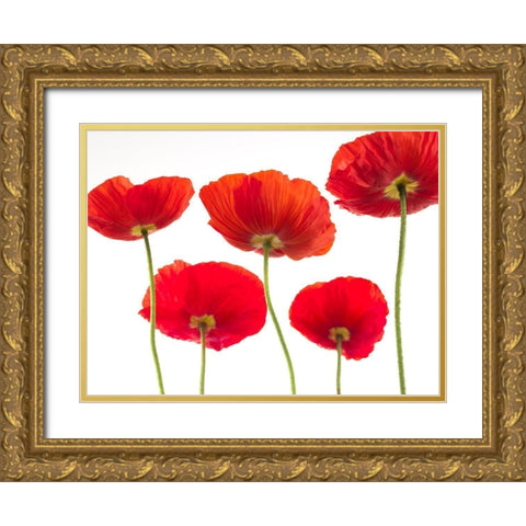 Five Poppies Gold Ornate Wood Framed Art Print with Double Matting by Frank, Assaf
