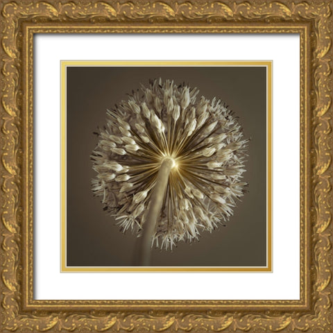 Allium flower Gold Ornate Wood Framed Art Print with Double Matting by Frank, Assaf