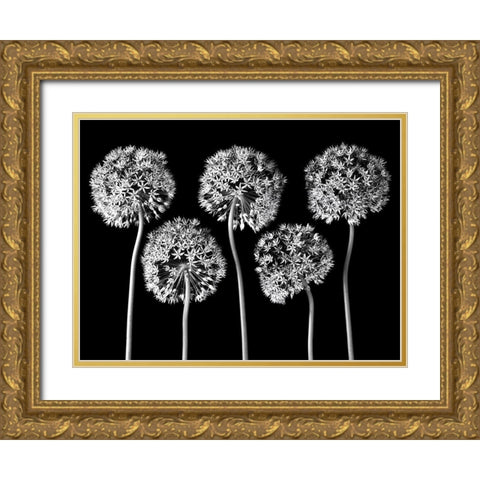 Allium flowers Gold Ornate Wood Framed Art Print with Double Matting by Frank, Assaf