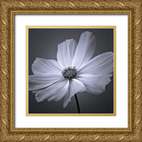 Cosmos flower Gold Ornate Wood Framed Art Print with Double Matting by Frank, Assaf