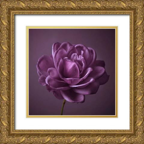 Single rose flower Gold Ornate Wood Framed Art Print with Double Matting by Frank, Assaf