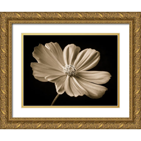 Cosmos flower Gold Ornate Wood Framed Art Print with Double Matting by Frank, Assaf