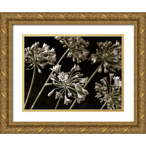 African Lilies Gold Ornate Wood Framed Art Print with Double Matting by Frank, Assaf