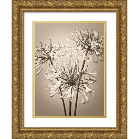 African Lilies Gold Ornate Wood Framed Art Print with Double Matting by Frank, Assaf