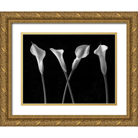 Calla lilies in a row Gold Ornate Wood Framed Art Print with Double Matting by Frank, Assaf