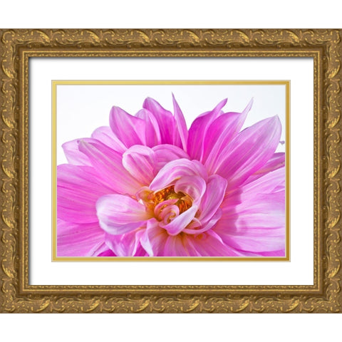 Dahlia Flower Gold Ornate Wood Framed Art Print with Double Matting by Frank, Assaf