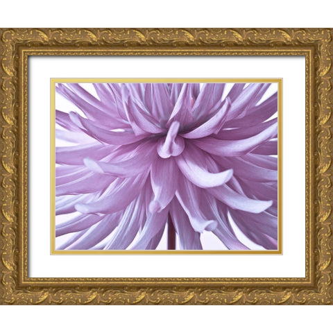 Dahlia Flower Gold Ornate Wood Framed Art Print with Double Matting by Frank, Assaf