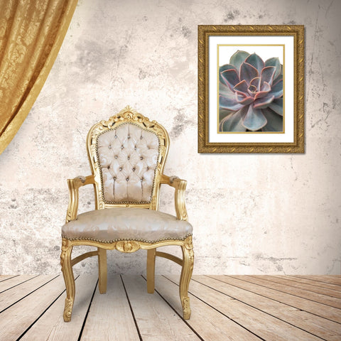 Close-up of Echeveria flower Gold Ornate Wood Framed Art Print with Double Matting by Frank, Assaf