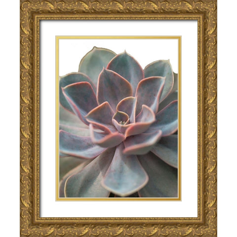 Close-up of Echeveria flower Gold Ornate Wood Framed Art Print with Double Matting by Frank, Assaf