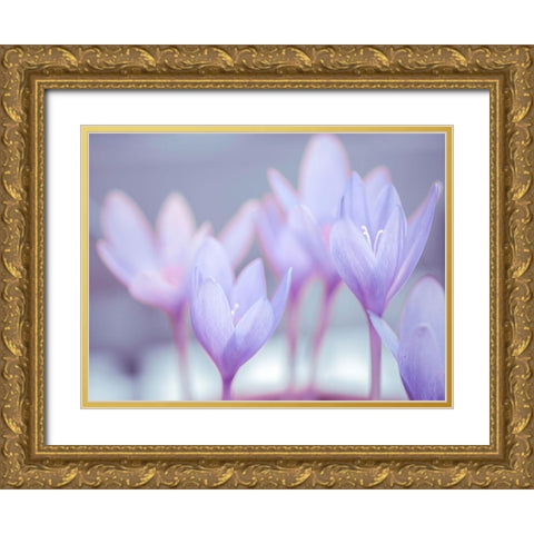 Crocus flowers Gold Ornate Wood Framed Art Print with Double Matting by Frank, Assaf