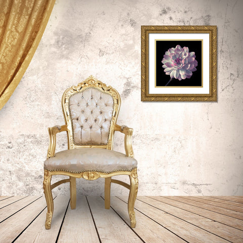 Dahlia flower close-up Gold Ornate Wood Framed Art Print with Double Matting by Frank, Assaf
