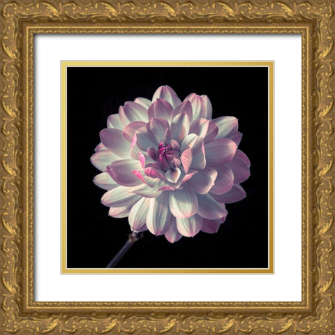 Dahlia flower close-up Gold Ornate Wood Framed Art Print with Double Matting by Frank, Assaf